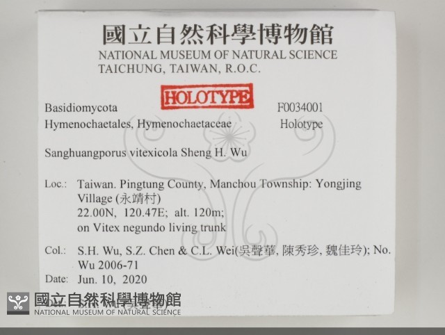 黃荊桑黃藏品圖，第2張