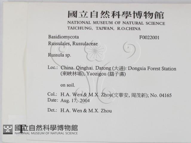 紅菇屬藏品圖，第2張
