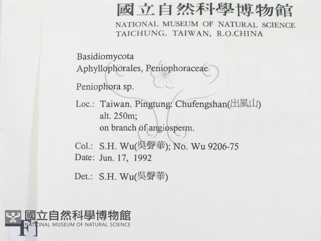 筍殼菌屬藏品圖，第2張