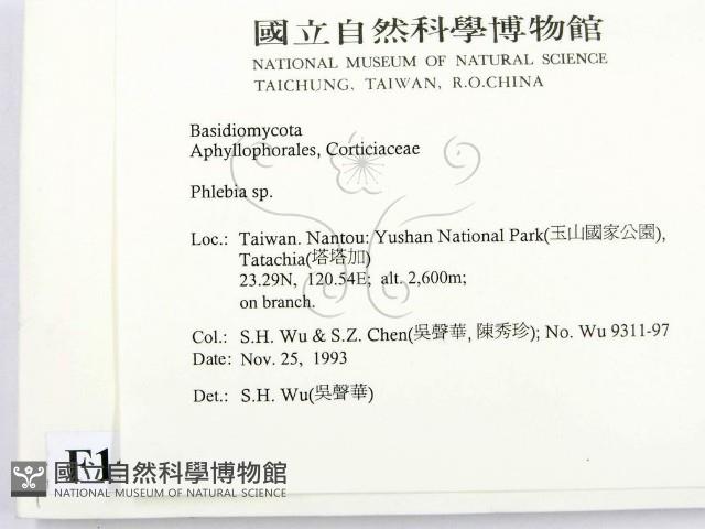 射脈菌屬藏品圖，第2張