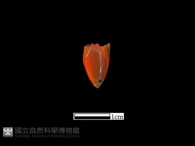 瑪瑙珠藏品圖，第1張