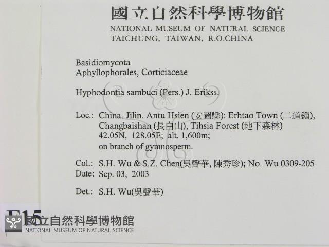 冇骨消絲齒菌藏品圖，第2張
