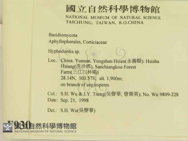 絲齒菌屬藏品圖，第2張