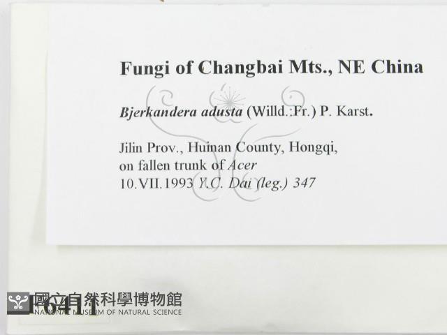 煙管菌藏品圖，第2張