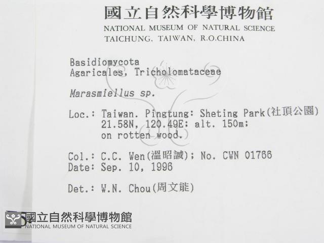 微皮傘屬藏品圖，第2張