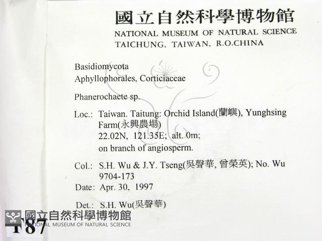 顯絲菌屬藏品圖，第2張