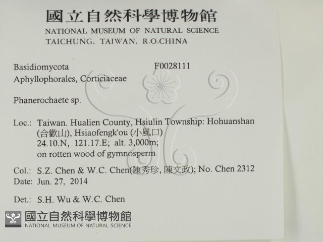 顯絲菌屬藏品圖，第2張