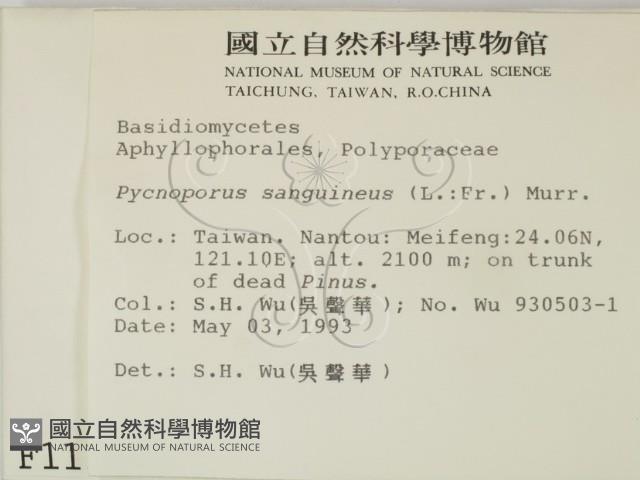 血紅密孔菌藏品圖，第2張