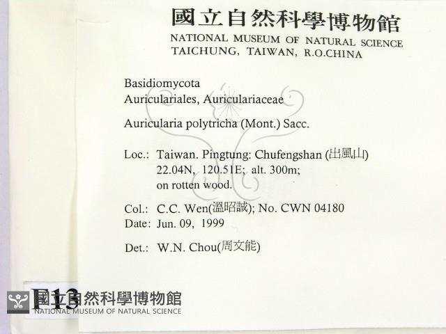 毛木耳藏品圖，第2張