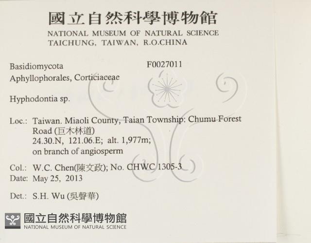 絲齒菌屬藏品圖，第2張