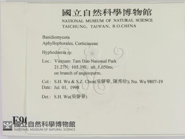 絲齒菌屬藏品圖，第2張