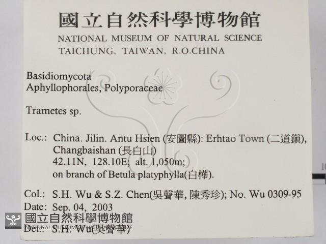 栓菌屬藏品圖，第2張