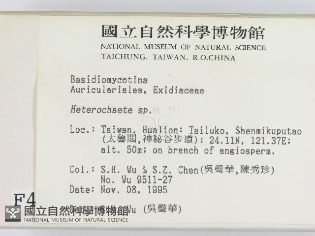 刺皮菌屬藏品圖，第2張