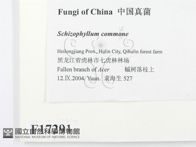 裂褶菌藏品圖，第2張