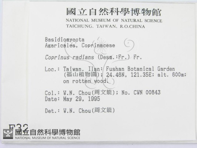 輻毛鬼傘藏品圖，第2張