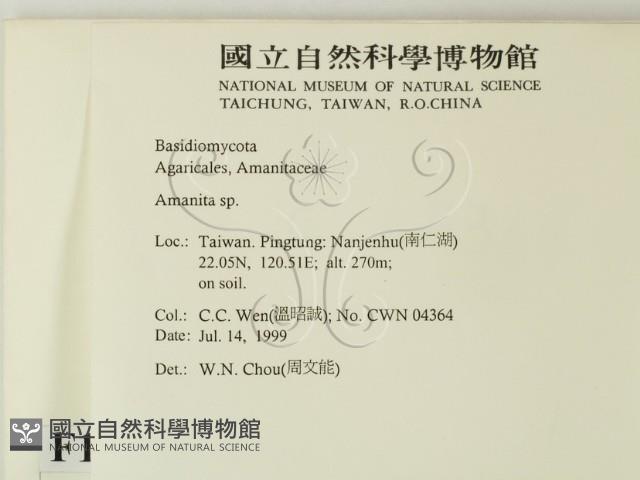 鵝膏屬藏品圖，第2張