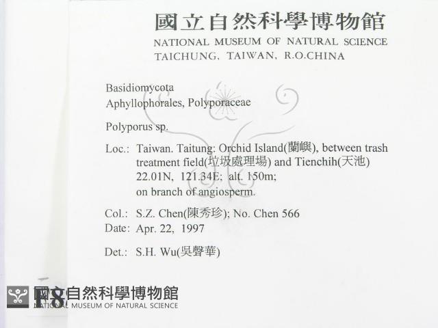 多孔菌屬藏品圖，第2張