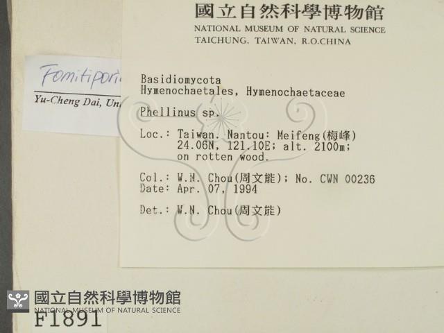木層孔菌屬藏品圖，第2張