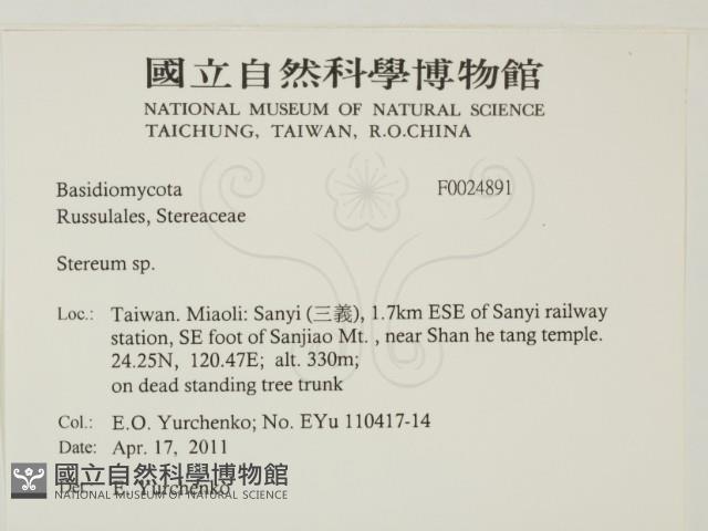 韌革菌屬藏品圖，第2張