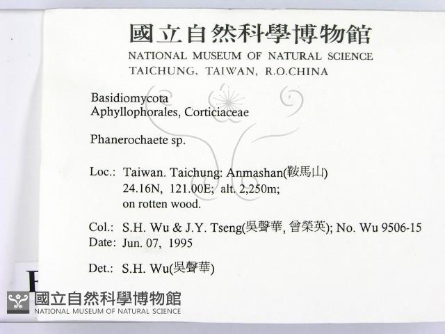 顯絲菌屬藏品圖，第2張