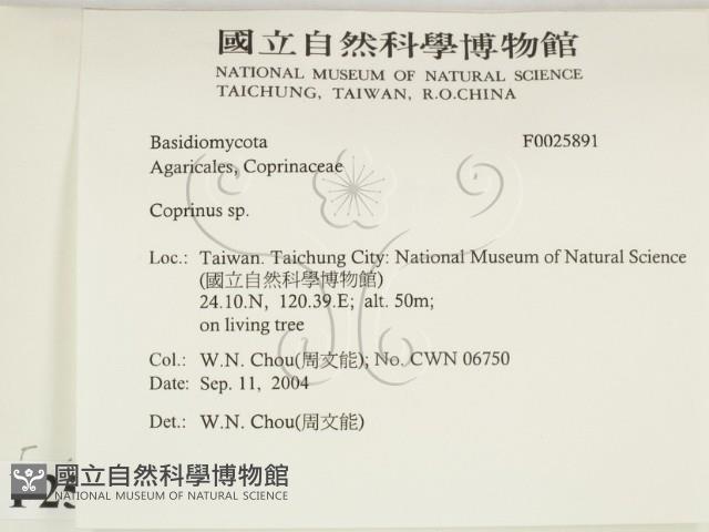 鬼傘屬藏品圖，第2張