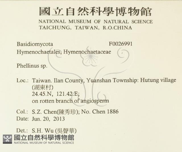 木層孔菌屬藏品圖，第2張
