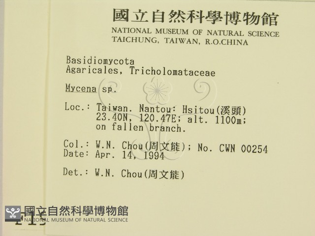 小菇屬藏品圖，第2張