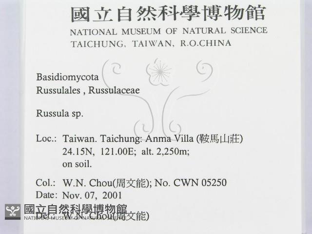 紅菇屬藏品圖，第2張