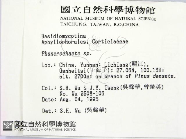 顯絲菌屬藏品圖，第2張
