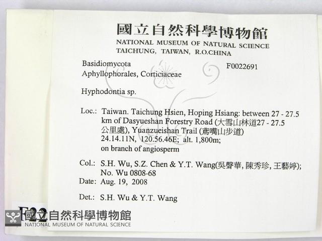 絲齒菌屬藏品圖，第2張