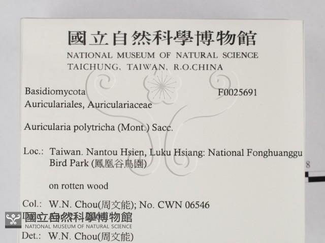 毛木耳藏品圖，第2張