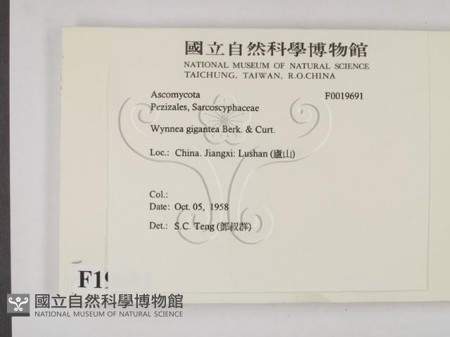 登錄號:F0019691藏品圖，第2張