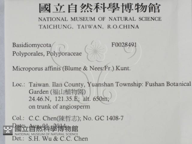 相鄰小孔菌藏品圖，第2張