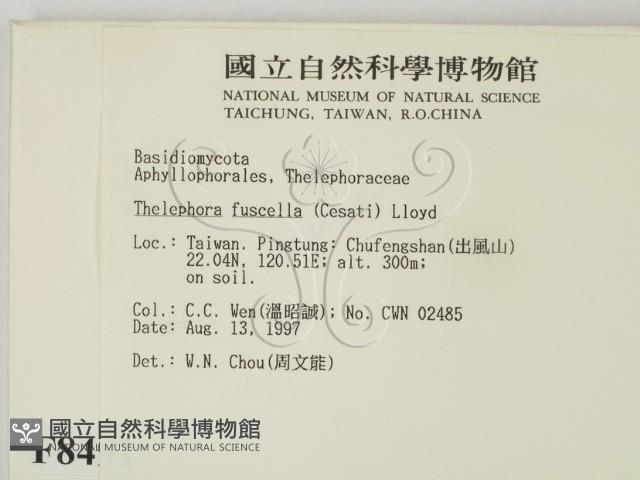 棕色革菌藏品圖，第2張