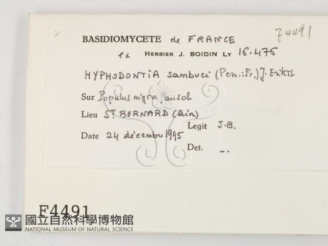 冇骨消絲齒菌藏品圖，第2張