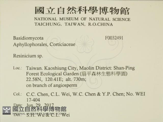 樹脂殼菌屬藏品圖，第2張