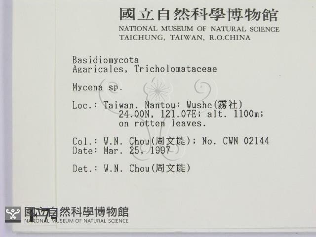 小菇屬藏品圖，第2張