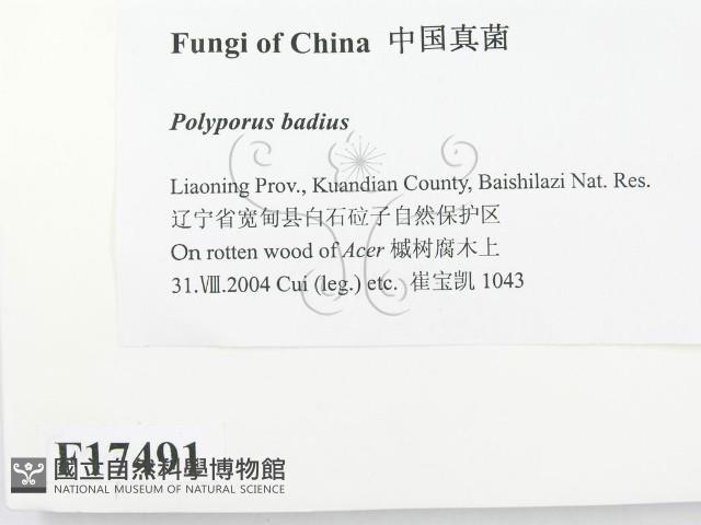 登錄號:F0017491藏品圖，第2張