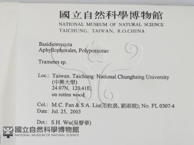 栓菌屬藏品圖，第2張