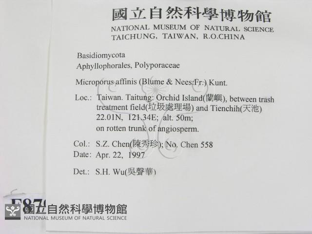 相鄰小孔菌藏品圖，第2張