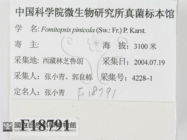 松生擬層孔菌藏品圖，第2張