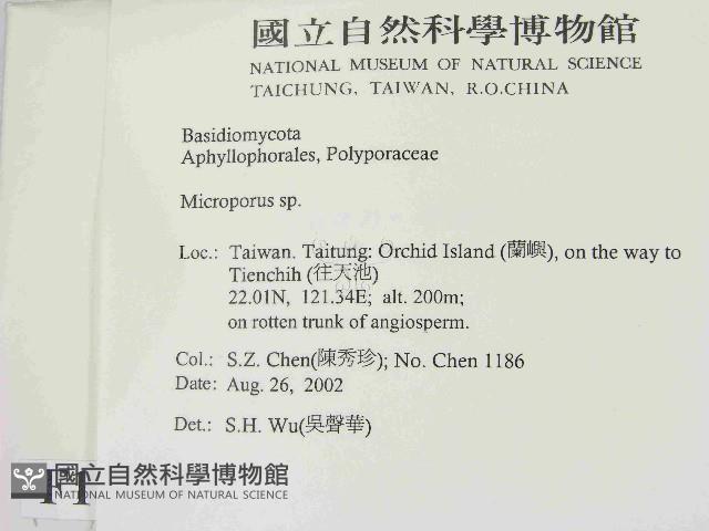 小孔菌屬藏品圖，第2張