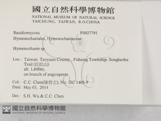 刺革菌屬藏品圖，第2張