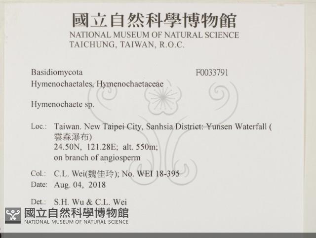 刺革菌屬藏品圖，第2張