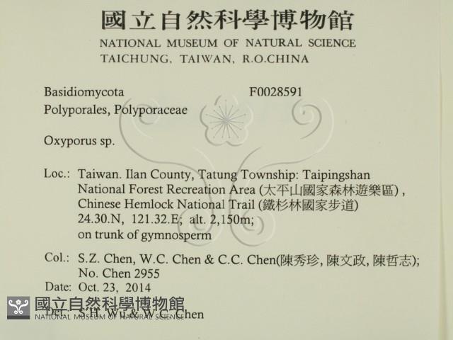 銳孔菌屬藏品圖，第2張