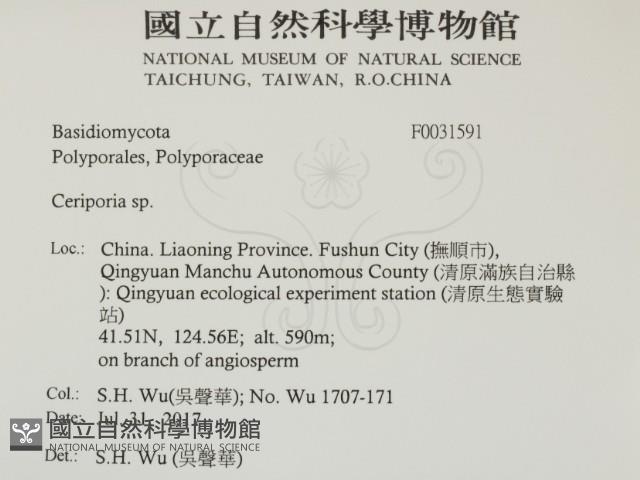 蠟孔菌屬藏品圖，第2張