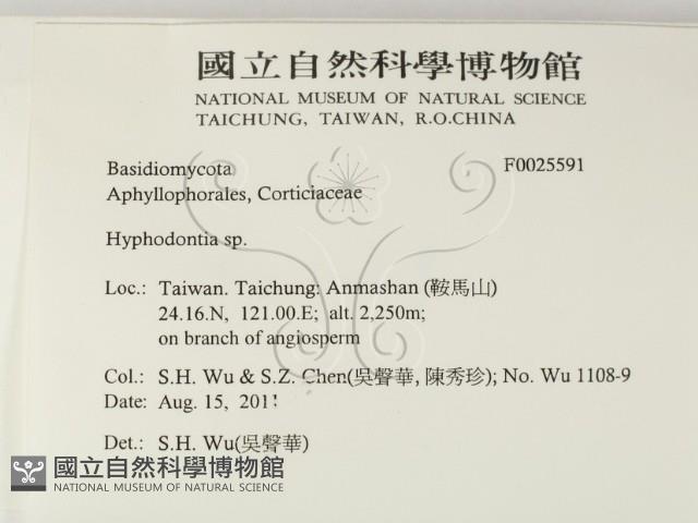 絲齒菌屬藏品圖，第2張