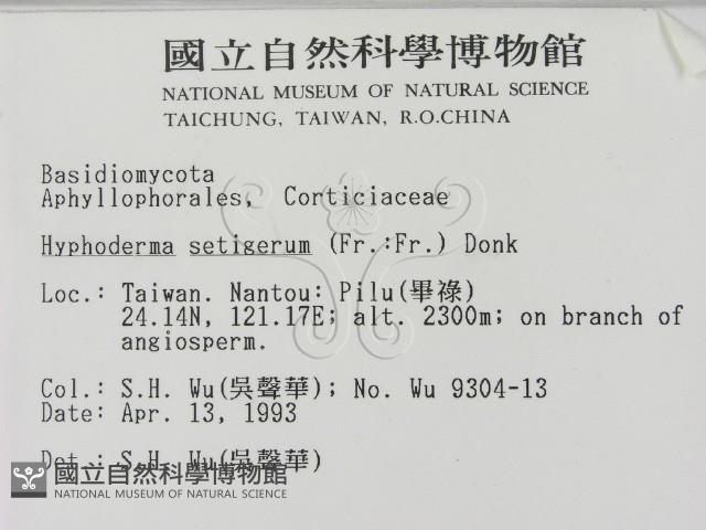 剛毛絲皮菌藏品圖，第2張