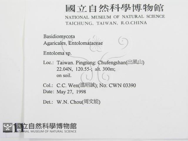 粉褶菌屬藏品圖，第2張