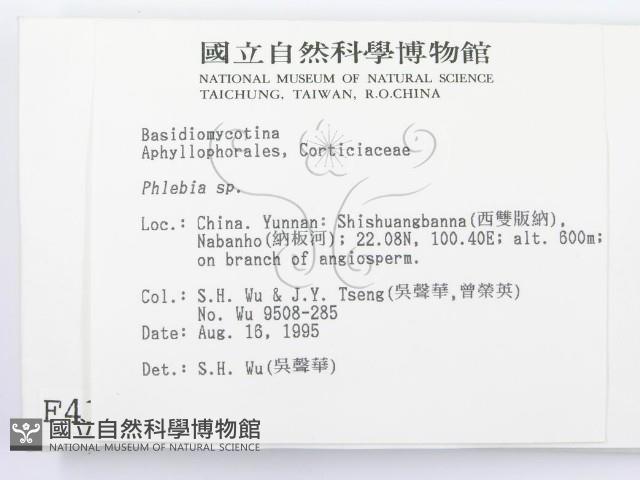 射脈菌屬藏品圖，第2張